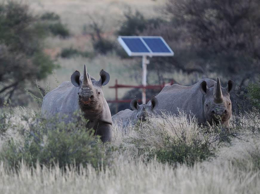 Isn't Sustainable Energy great for Wildlife too? 